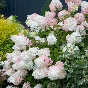 Phantom Tree Hydrangea